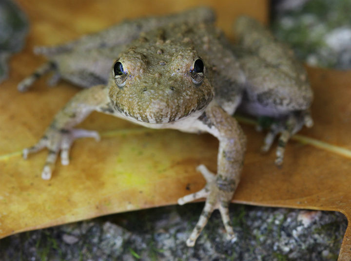Cricket Frog